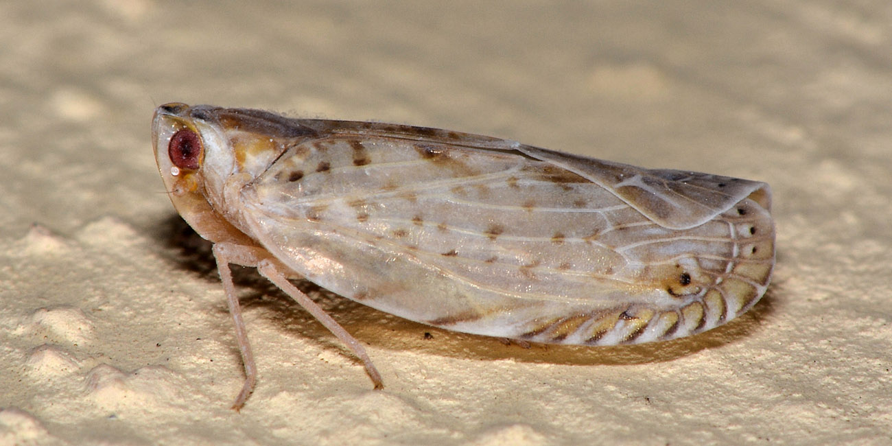 Fulgoromorpha Achilidae: Neomenocria advena